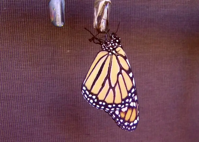 Monarch butterfly marathi