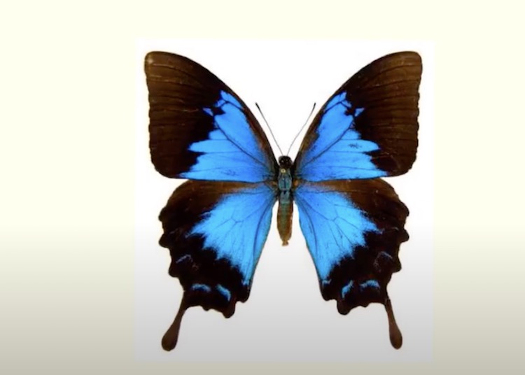 Ulysses Butterfly Images